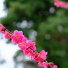 世界の梅公園