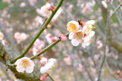 梅の花