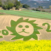菜の花