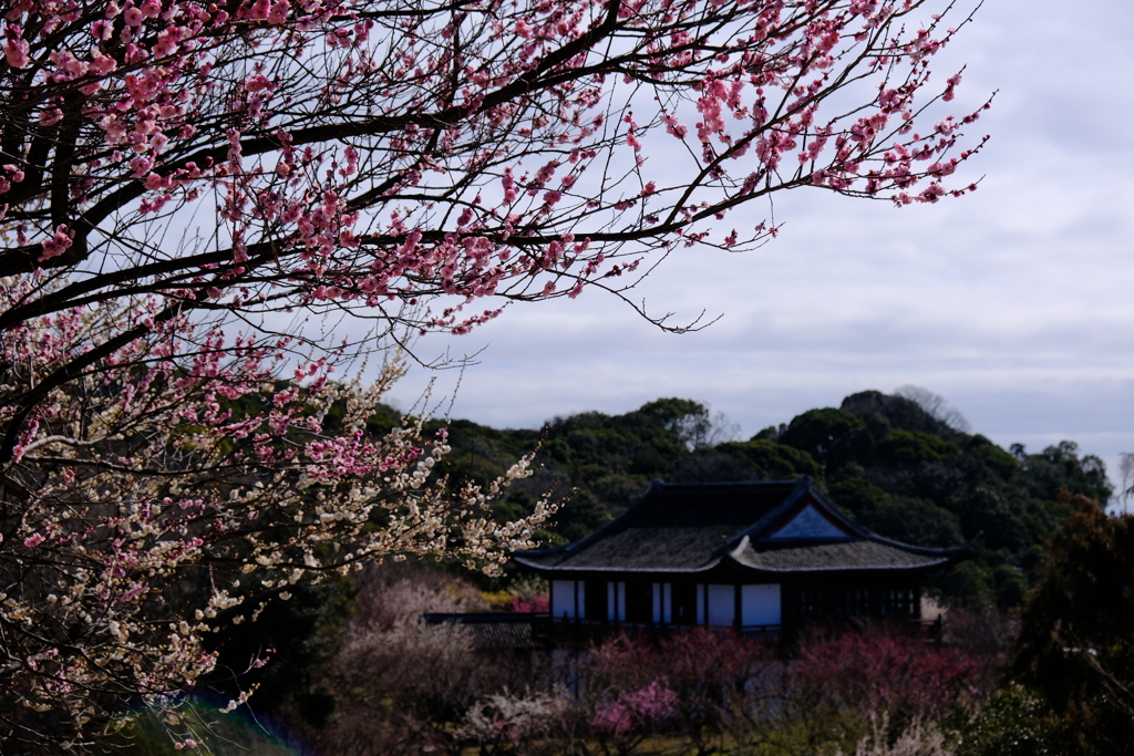 世界の梅公園