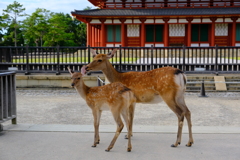 奈良公園