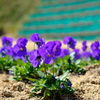菜の花・・・ではない