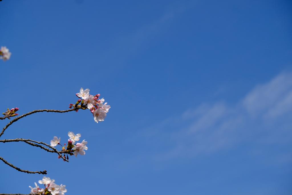さくら夙川