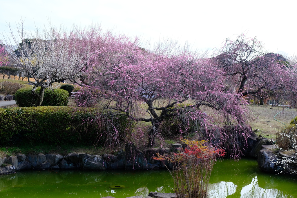 世界の梅公園