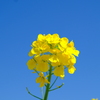 菜の花