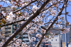 生田川公園