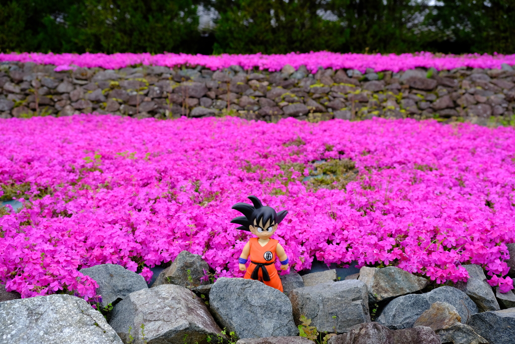 花のじゅうたん