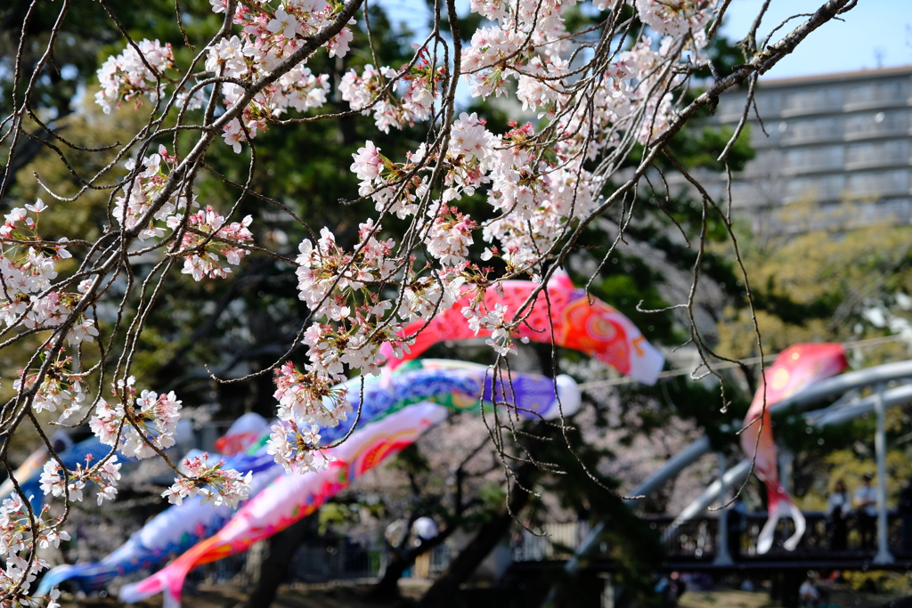 さくら夙川