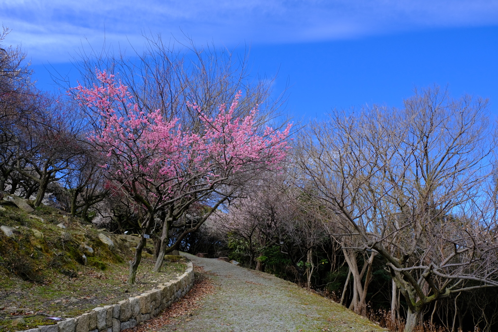 世界の梅公園