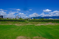 ポートアイランドのひまわり