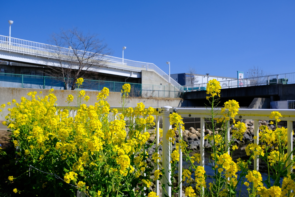 西郷川河口公園