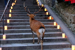 なら燈花会