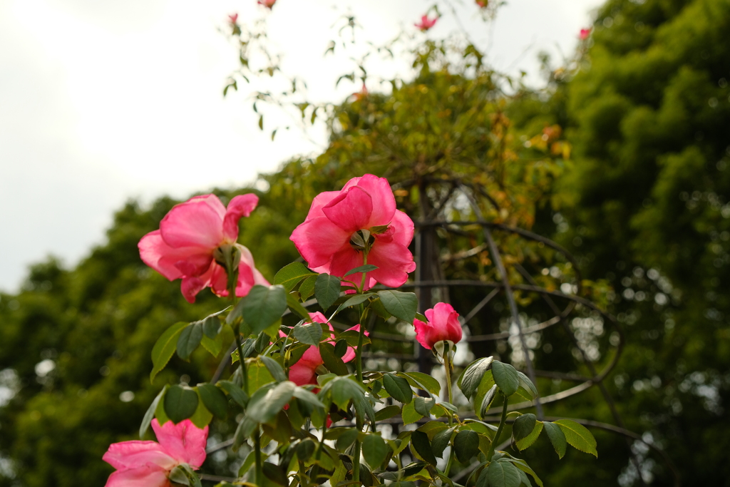 須磨離宮公園