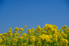 菜の花