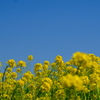 菜の花