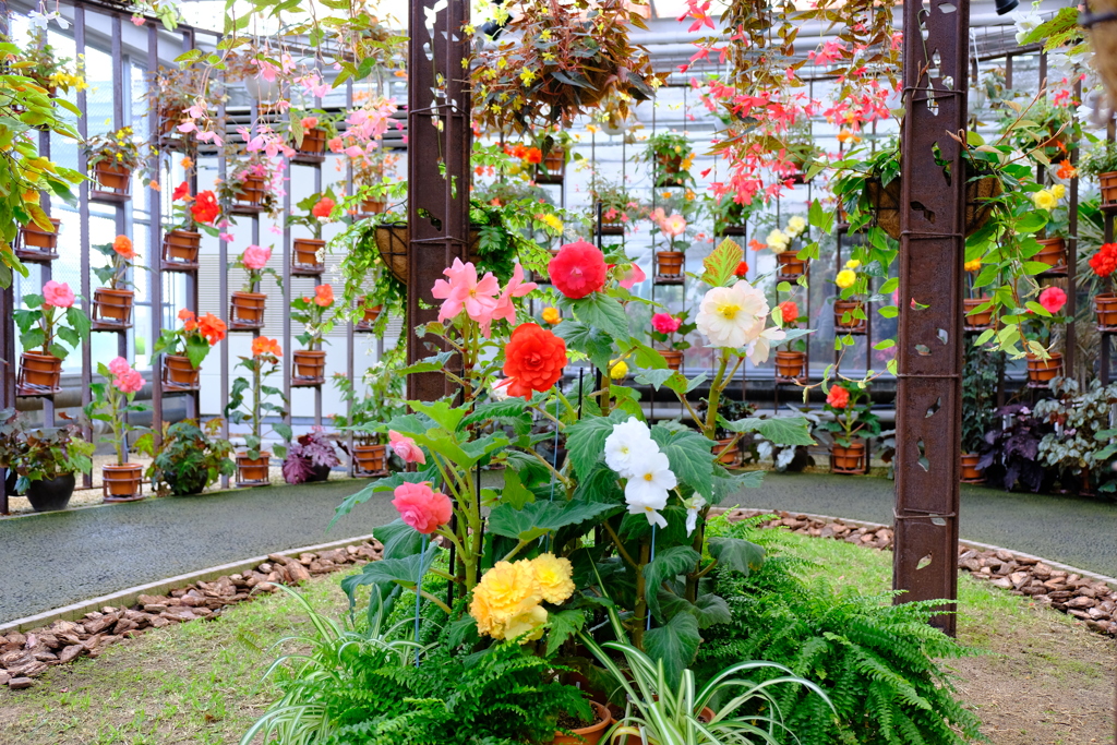 秋の花