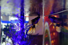 奈良金魚ミュージアム
