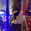 奈良金魚ミュージアム