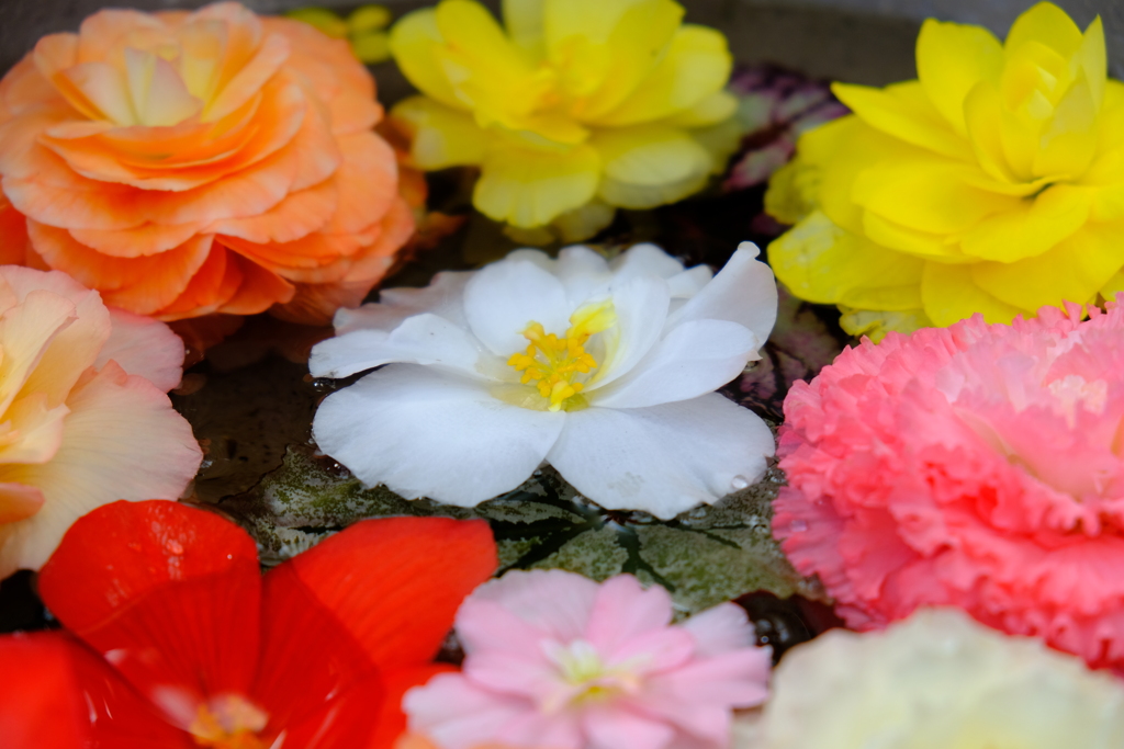 秋の花