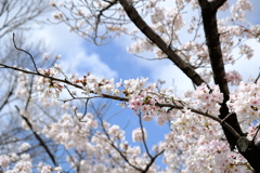 桜