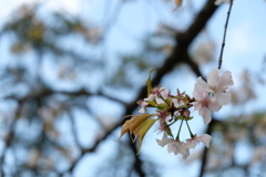 桜