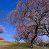 世界の梅公園