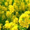菜の花