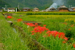 彼岸花