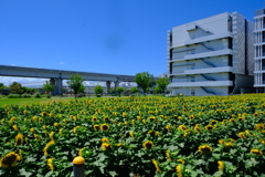 ポートアイランドのひまわり