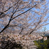 さくら夙川