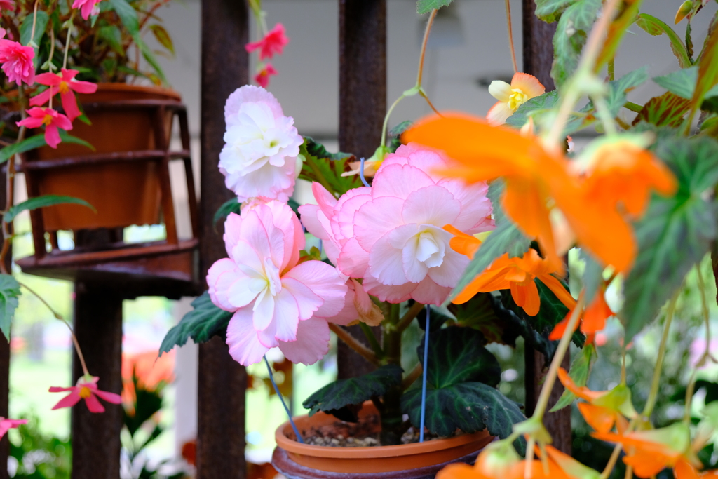 秋の花