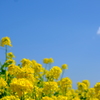 菜の花