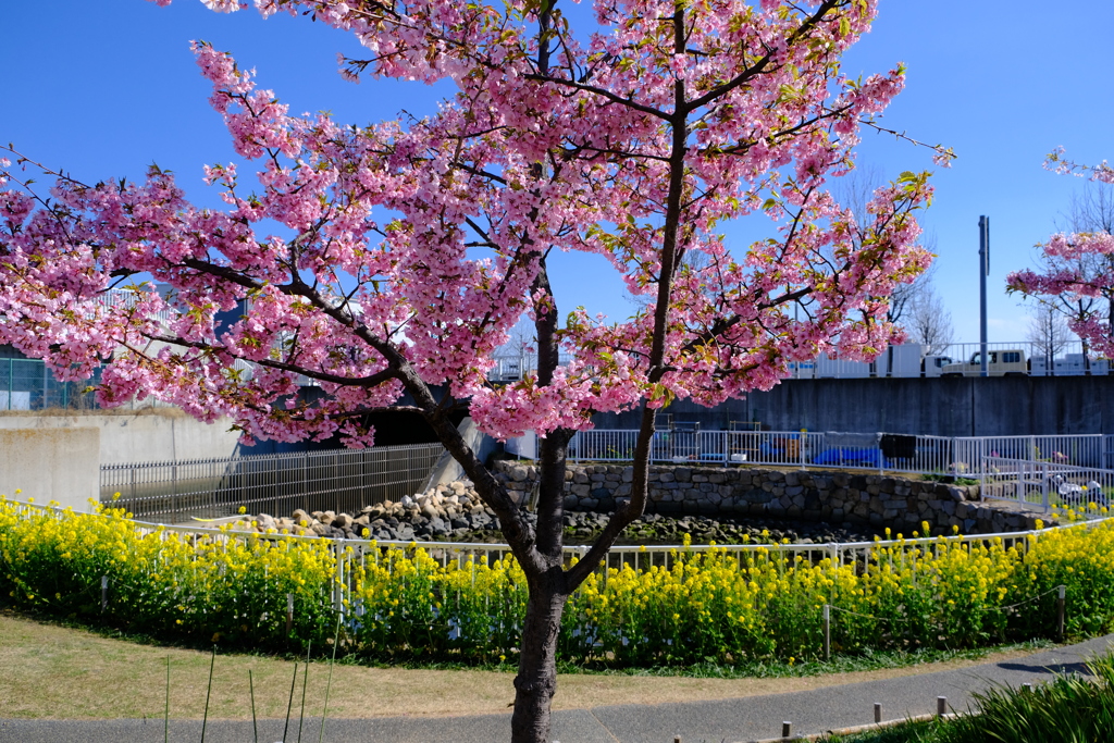 西郷川河口公園