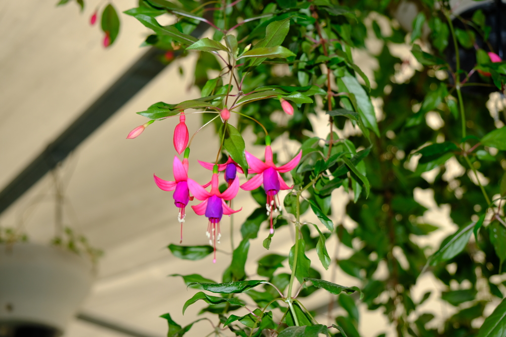 変わった花