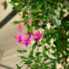 変わった花