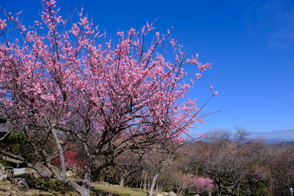 世界の梅公園