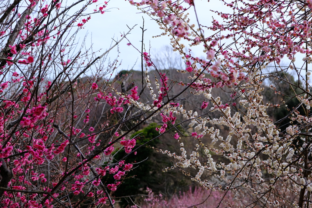 世界の梅公園