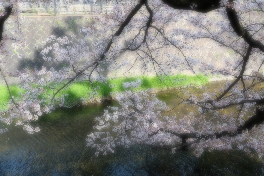 さくら夙川