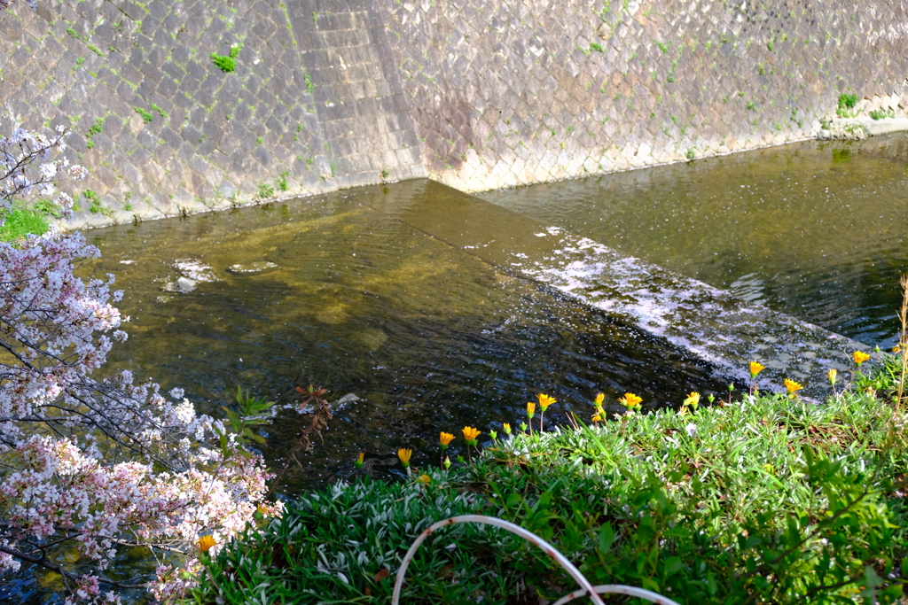 さくら夙川
