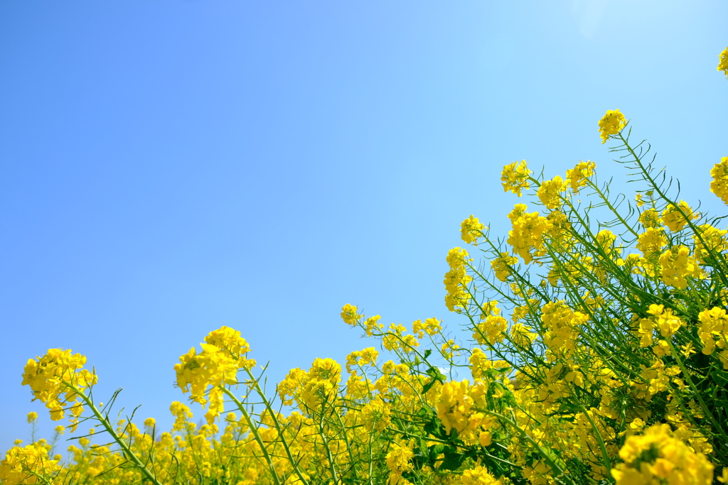 菜の花