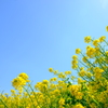 菜の花