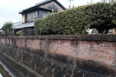 レンガ塀と猫