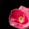 花壇の花