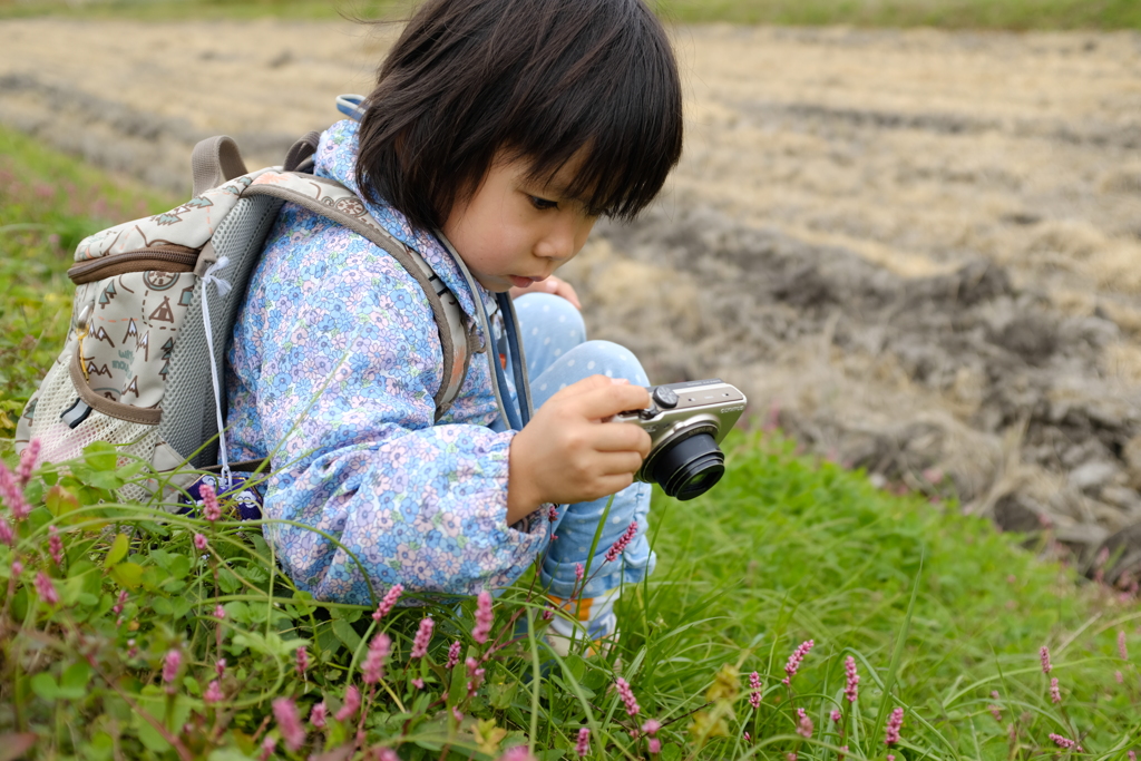 野の草花を撮る