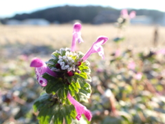 朝の野草