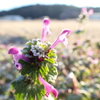 朝の野草