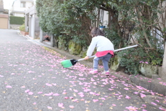 山茶花のお掃除