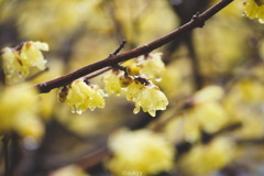 雨と蝋梅