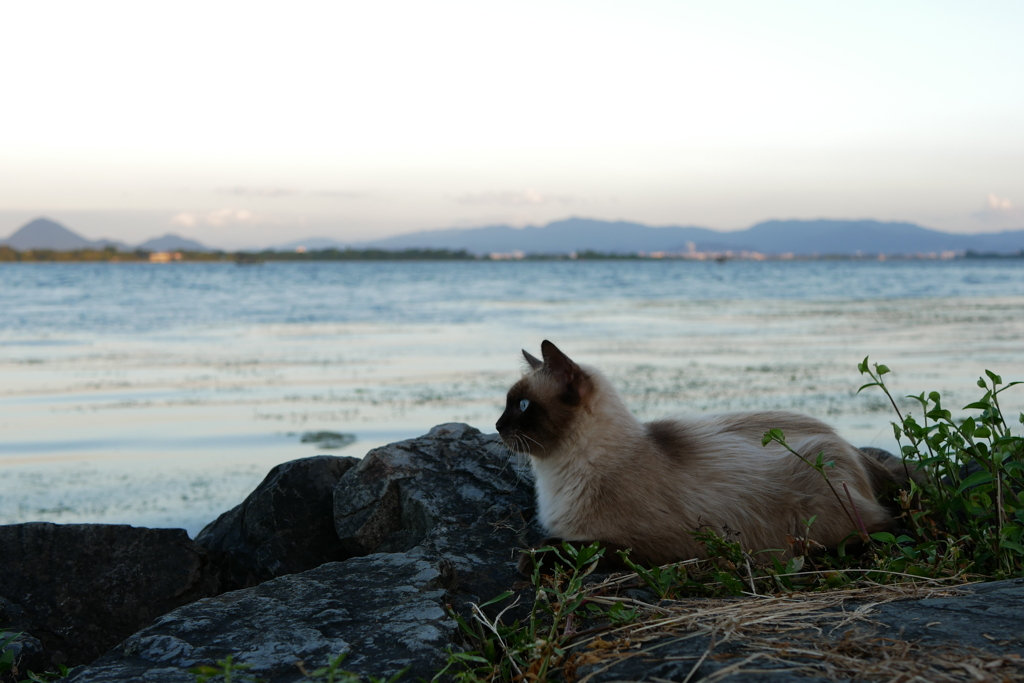 琵琶湖