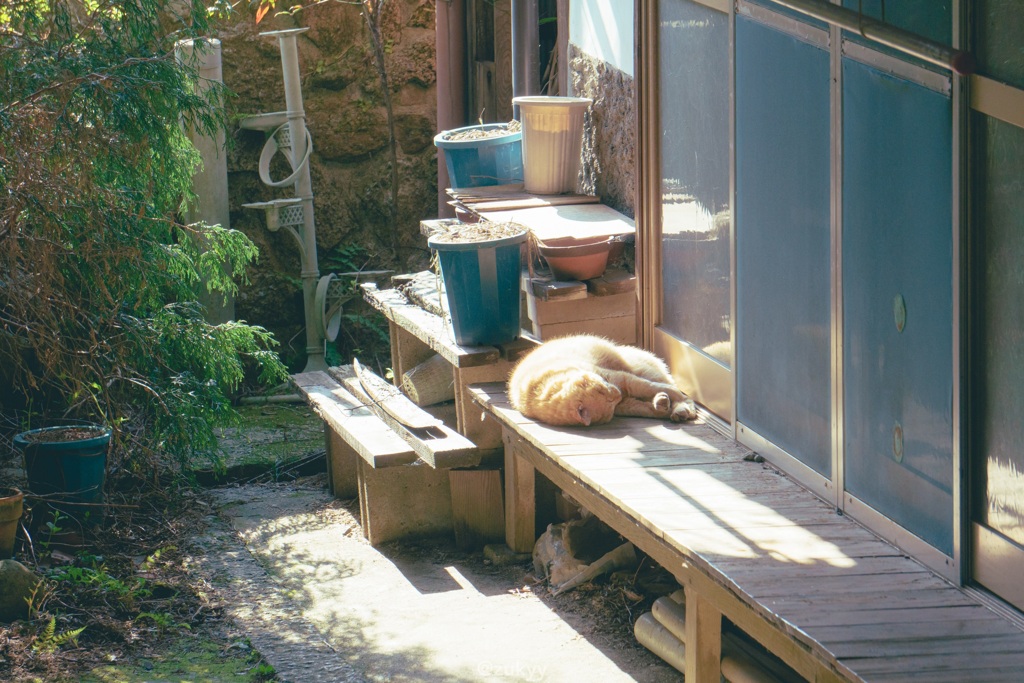 猫